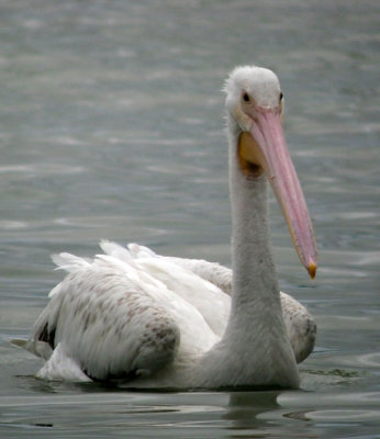 American White Pelican