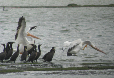 American White Pelican