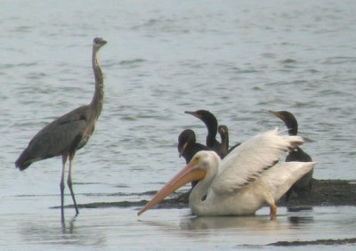 American White Pelican