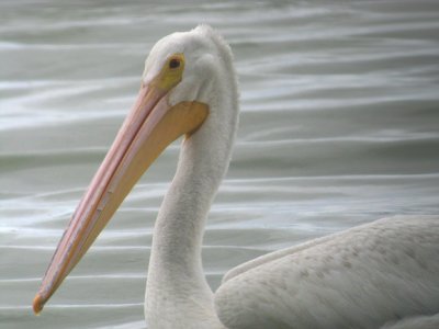 American White Pelican