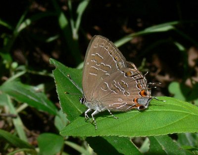 Striped Hairstreak
