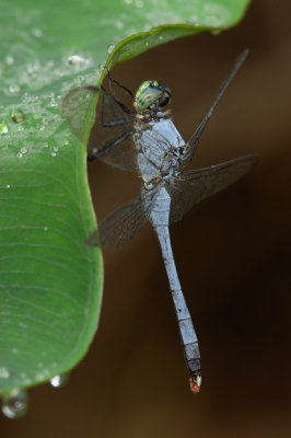 Eastern Pondhawk (Male)