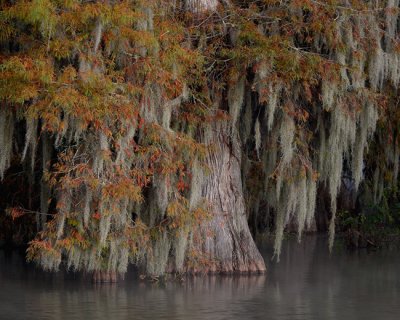 Fall Cypress