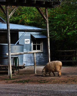 Outback sheep