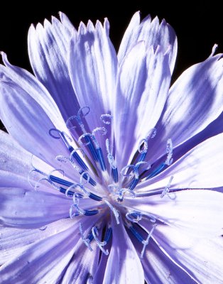 Chicory Blossom