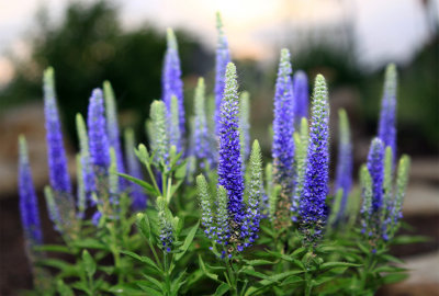 Spike Speedwell 'Royal Candles' (Veronica spicata)