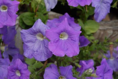 purple petunias