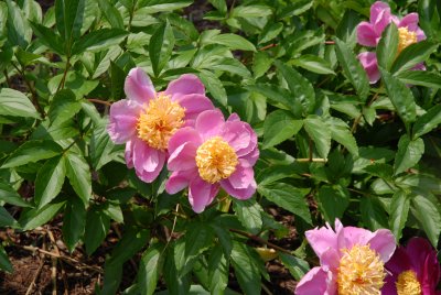 peonies