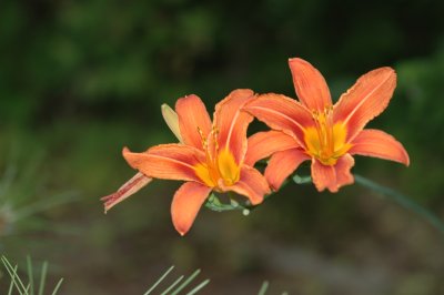 Day lilies