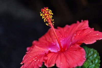 Hibiscus After a Rain