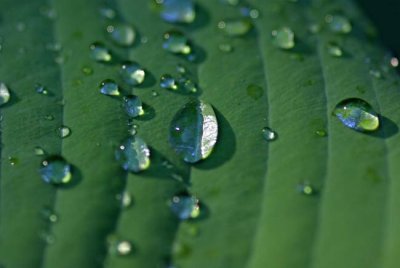 Rain Drops on Hosta