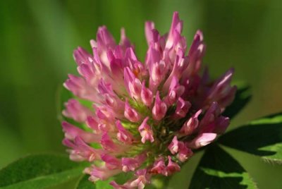 Clover