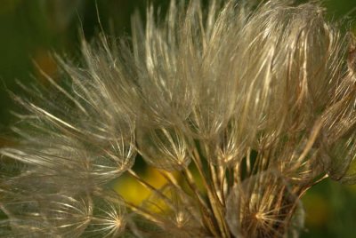 Meadow Flower Gone to Seed, Cranbrook
