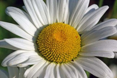 Daisy