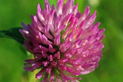 More Clover