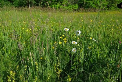 Cranbrook Meadow
