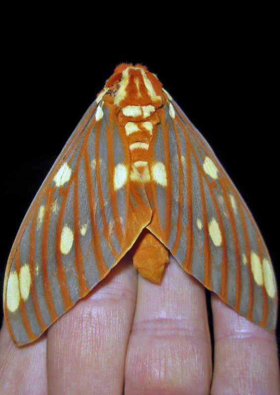 Royal Walnut Moth on Hand