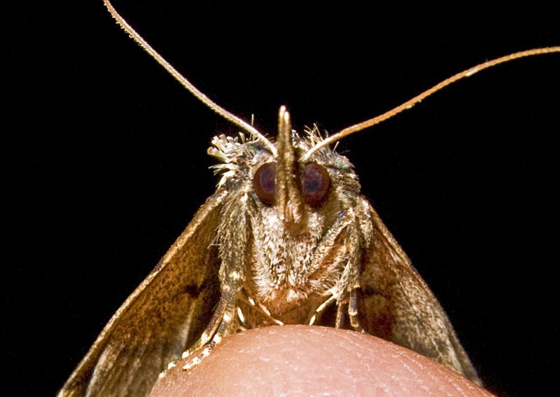 Moth Having Bad Hair Night