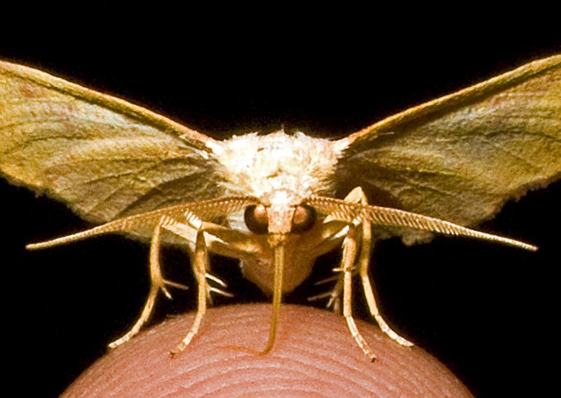 Yellow Moth w- Extended Proboscis