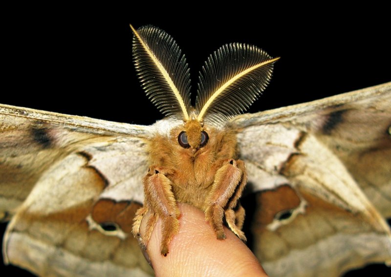 Io Moth on Finger