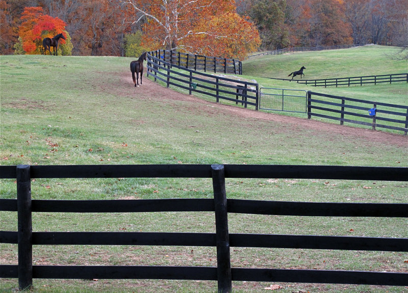 Horses and Fences One