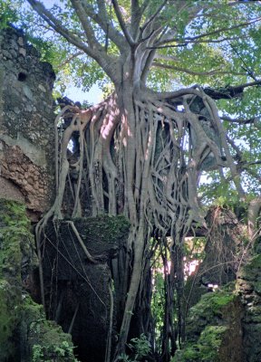 Strangler Fig Tree in Action