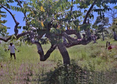 Ylang Ylang Perfume Pickers