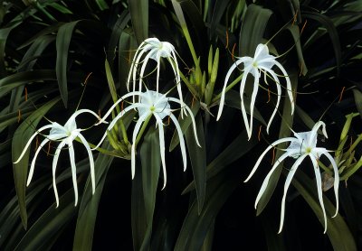 Spider Lilies 