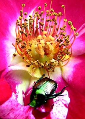  Japanese Beetle on Flower