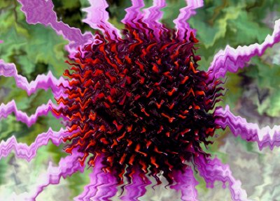Frazzled Cone Flower