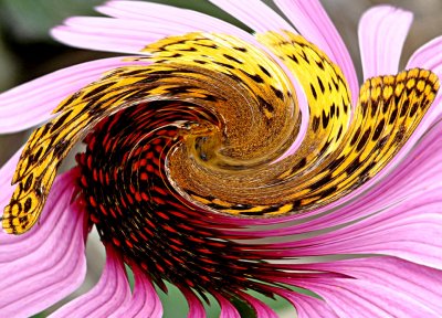 Twirled Butterfly on Cone Flower