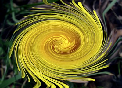 Dandelion Swirl