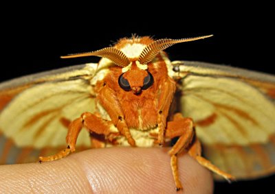 Royal Walnut Moth on Finger
