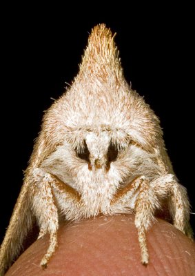 Moth with Mohawk