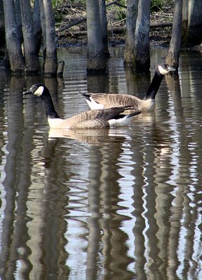 Geese On a Pond