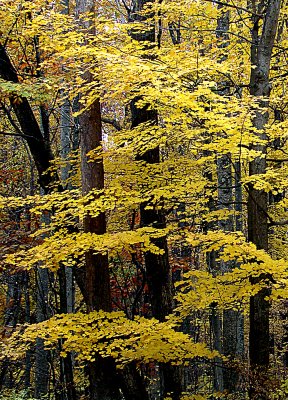 Vertical Yellow Leaves in Forest