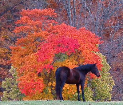 Horse IFO Fall Tree