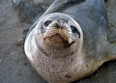 Seal From Antarctica