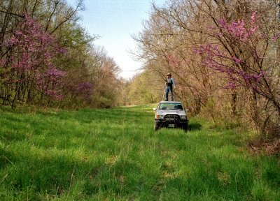 Wild Red Bud