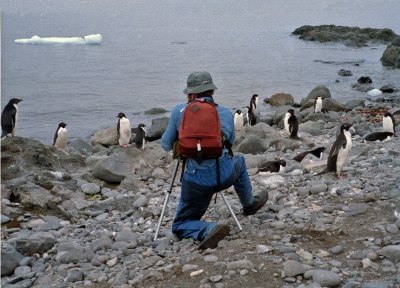 Adelie Penquins in Antarctica