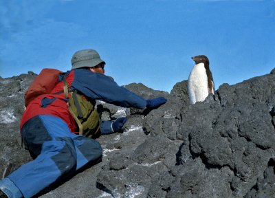 Sizing up Adelie Penguin in Antarctica.
