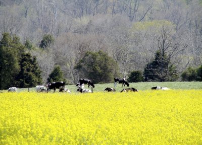Cattle in Wild Mustard Field