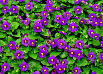 Purple Flowers