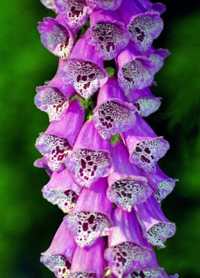 Costa Rican Foxglove