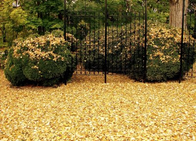 Fall Carpet of Leaves