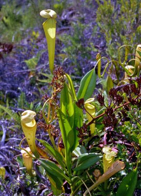 Wild Pitcher Plants
