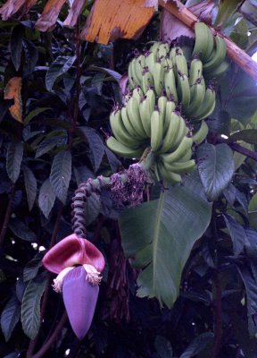  Banana Bloom