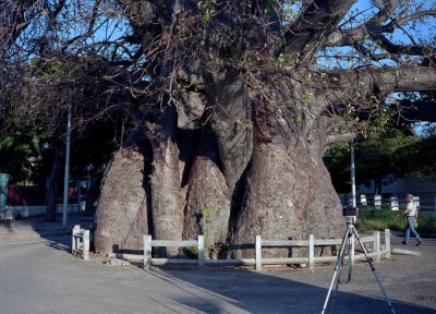 Shooting City Baobob Tree