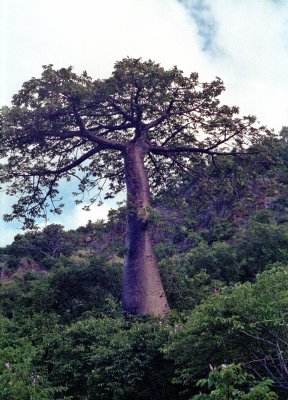 Baobob Landscape