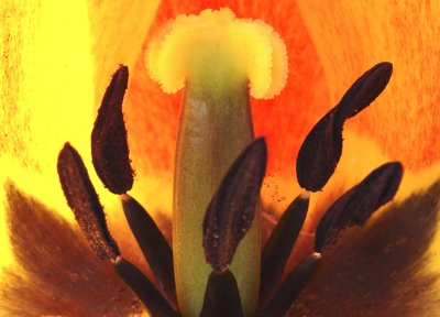 Real Tulip Detail
